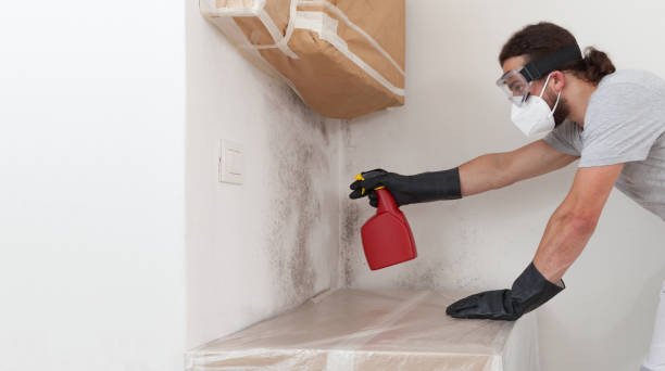Professional Mold Remediation technician working in Leland Grove, IL