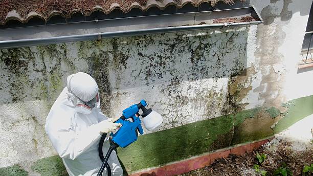Top rated local Mold Remediation specialists in Leland Grove, IL